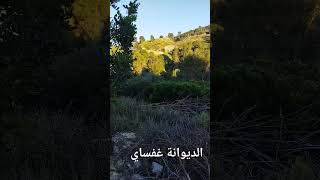 الديوانة غفساي. #السياحة_الجبلية #جبالة