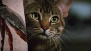 Stephen King's Cat's Eye - Original Theatrical Trailer