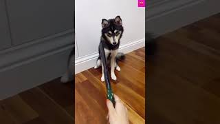 funny dog video# short# puppy# funny #short video🤣😁😍💕💖😜