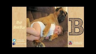 Jealous Dogs Want Attention From Their Owners Videos Compilation 2017 - VideoStudio