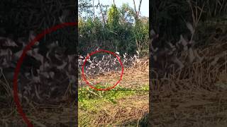 Pigeon trap | bird trap | bird trap In Flock | catching bird | #shorts