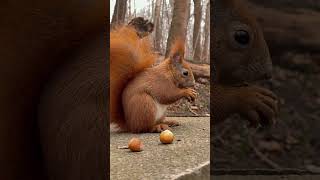 Red Squirrel Eating Hazelnut ❤️ Amazing Nature #funnysquirrels #funnyanimals #wildlife