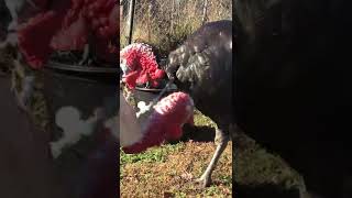 Turkeys get bejeweled BLOOPERS (Warning: Very funny) #shorts #turkeys #funny #bejeweled