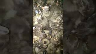 cute ducklings #graduate_farmer #duck #duckling