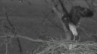 Decorah North Eagles  3-8-16  Intruder In The Nest Tree