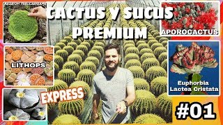 CACTUS Y SUCUS DE COLECCIÓN PREMIUM (Euphorbia Lactea / Astros / lithops y más)