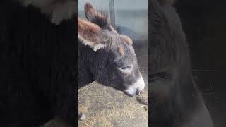 Senior Donkey Cannot Chew Hay