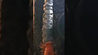 A Centipede Shedding Its Exoskeleton (skin) #tiktok #gross #animal #shorts