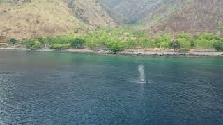 Pygmy blue whales migrating