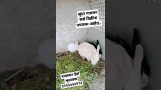 Rabbits available for Sell ALL INDIA DELIVERY 🚚 AVAILABLE