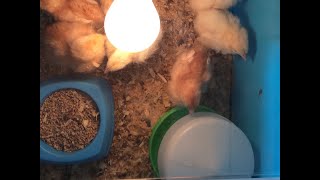 Chick Cam