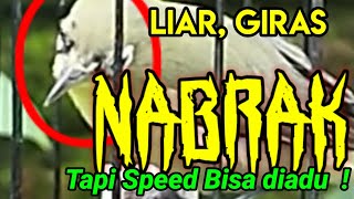 Giras nabrak speed boleh diadu ll burung giras