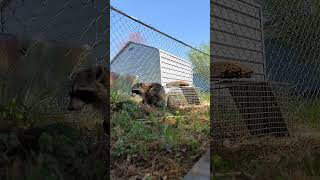 Non-target Release: Big galloot trash panda #HÂYÂHSCREATION #racoon #trashpanda