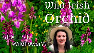 Wild Irish Orchid - Ireland's Sexiest Native Flower??