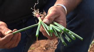 Field Trip: Growing Onions from Seed to Transplanting