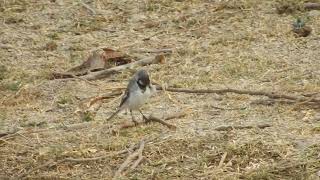 White wagtail