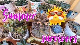 SUCCULENT SUMMER SURVIVORS | SUCCULENT COLLECTIONS QUICK TOUR | By Intri's TV