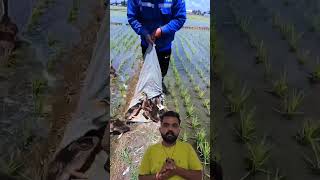 🦆 duck धान की खेती में हम खर्चा कैसे कम कर सकते हैं #shortvideo #futurefarming