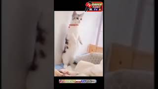 viral cats video /cutes funny cat video