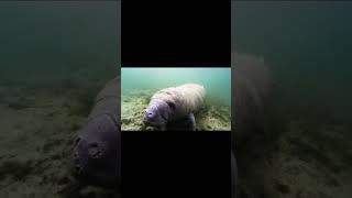 Manatees in the water #shorts #animals #ytshort