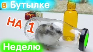 Что если / Хомяк в бутылке на целую неделю/ Выпуск 1 #яХрумка