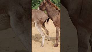 #animals #donkey #shorts #youtubeshorts #pets