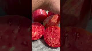 Томат Долговязая Салли. Long Tall Sally tomato