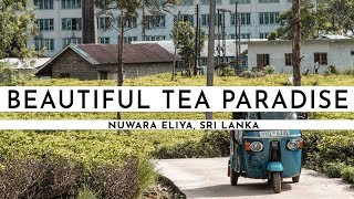 NUWARA ELIYA TEA PLANTATIONS · SRI LANKA 2018 I TRAVEL VLOG #59