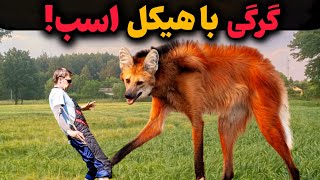 گرگ یالدار ،نه گرگه نه روباه |راز حیوان مرموزی که همه رو شگفت زده کرده 😱