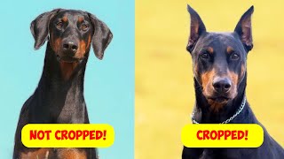 Doberman Ear Cropping: Pros & Cons