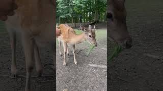 Sika deer loves to eat grass from their hands #shortsyoutube #animal #shortsvideo