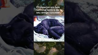 #shorts - "Em fase terminal chimpanzé reconhece seu antigo tratador e todos se emocionam