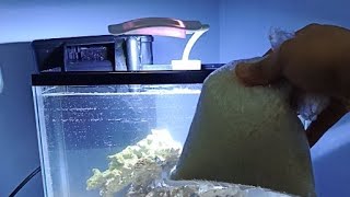 Pico Reef Tank Reborn: PAKAI GARAM GROSOK⁉️