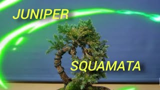 Juniper Squamata Bonsai, Transformation in short time, recovering shape and definition.