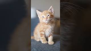 Cute ginger cat