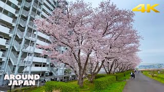 🇯🇵 Cherry Blossom around Kamoi Station・4K