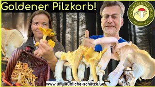 Goldener Pilzkorb - unverhoffte Pfifferlingswelle! Pilze suchen im Schwarzwald! September 2024