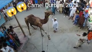 Camel Qurbani 2023 😱|Eid UL Adha| #camel #qurbani #bakraeid2023