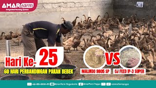 Part #25 | 60 Hari Perbandingan Malindo 9905 SP Vs CJ Feed IP-3 Super