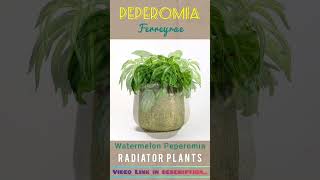 #Beautiful Peperomia Varieties | Part-1 | #amazing #houseplants #homegarden