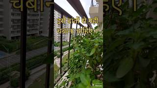 कैसे रखें तुलसी जी को हरी-भरी ? खिल के बन जाएगी पेड़ 🌳🌳🌳 #viral #shorts #video #trending