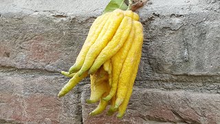 New type of lemon. Buddha's hand citron