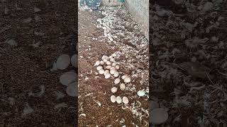 pick up duck eggs! raise ducks to lay eggs !#shortsvideo #duckybhai