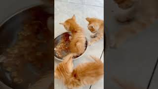 hungry cats #usa #catfunny #funnyvideo #funny #usacats #funnycatvideos #pets #catvideos #catsusa