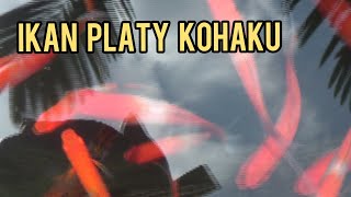 IKAN PLATY KOHAKU #shorts