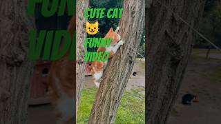 Cute Cat Funny Video #youtubeshorts #shorts #veryshorts #funny#funnyshorts#cutecat#catsshorts#pets