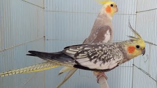 تغريد طائر الكوكاتيل cockatiel whistling 🐦 💛✨