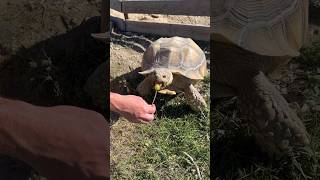 How To Make A Tortoise Lollipop 🐢🍭#shorts #tortoise