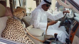 दुबई के लोग ऐसे उड़ाते हैं अपनी अरबों की दौलत देख लो Dubai rich family and expenses