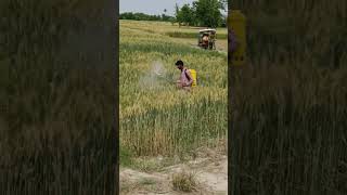 Farmer praying on wheat crops #punjab #wheat #farming #wheatfields